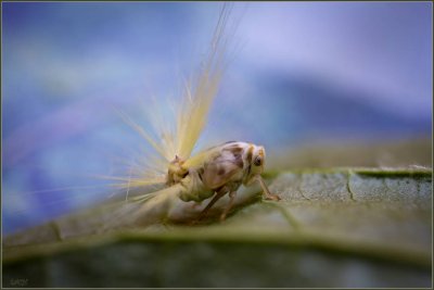 Японская цикадка — кто она?